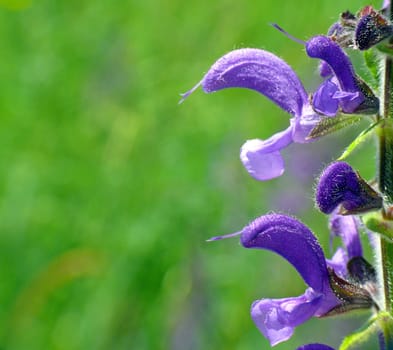 The meadow sage is one of the most beautiful plants of our roadsides and meadows. The blue lip flowers of meadow sage have a 2 &amp #8211 3 cm long corolla tube with crescent-like upper lip. The three-lobed lower lip is shorter than the upper lip.