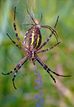 Mating in Argiope bruennichi: sexual dimorphism with very small male (5 mm) and quite large female (25 mm).