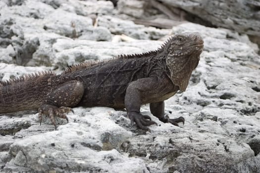 Cuban Belttail Iguana