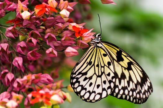 Paper kite butterfly
