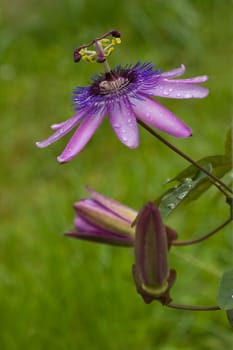 Passiflora Lavender Lady in the garden
