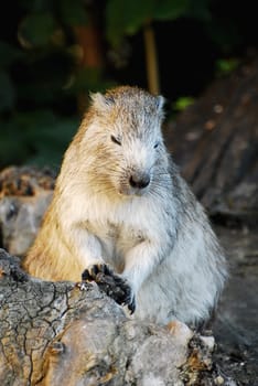 marmot