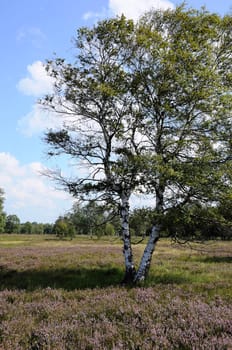 Birch with heather