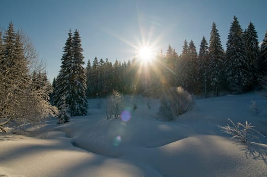 Winter Morning