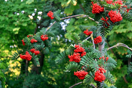 The name &amp #8222 Rowanberry&amp #8220 refers to the red-orange berry-like fruits that emerge in early autumn and are often eaten by birds. With the bird droppings,the seeds are spread. In the botanical sense,it is