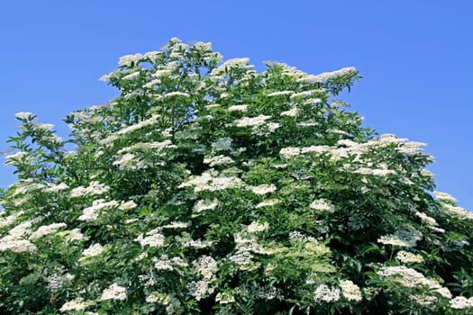 Black elderberry [Sambucus nigra]