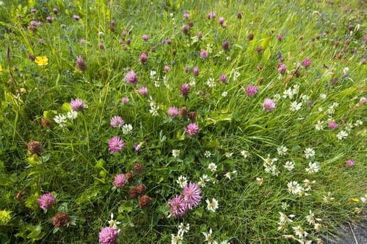 Colorful flower meadow in Norway