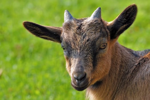 Nanny goat