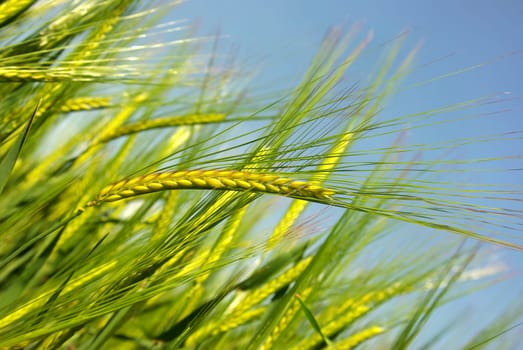 Barley Field