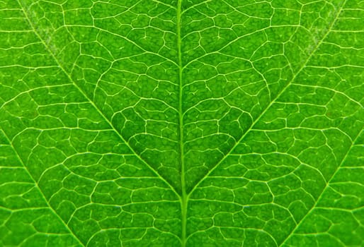 Green leaf
