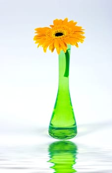 Decorative flower isolated on white