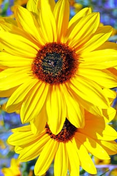 Two sunflowers