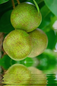 Pear tree reflected in water