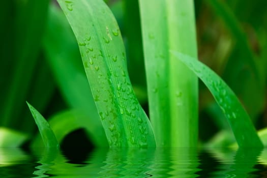 Green grass