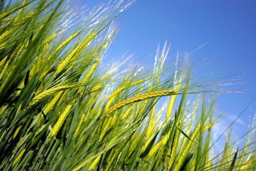 Soon ripe for harvest