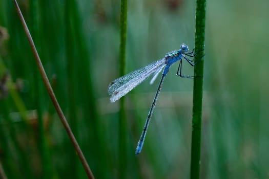 Dragonfly