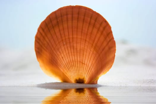 Shell on the beach reflected in water
