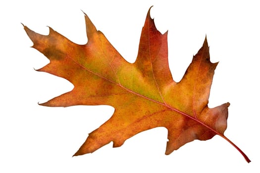 Oak Leaf