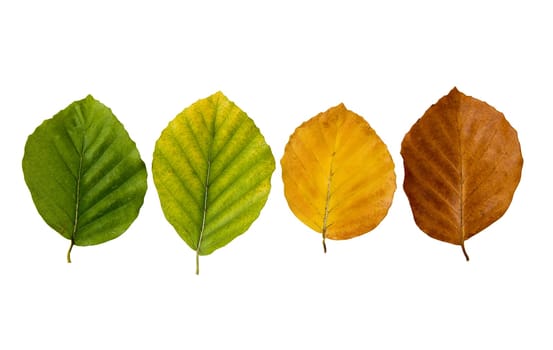 Autumn Coloring