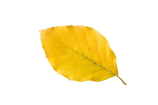 Beech Leaf