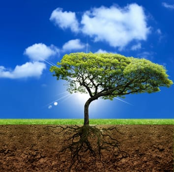 The roots of live