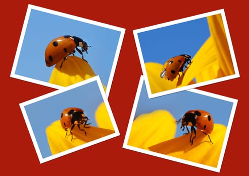 Ladybug Collage
