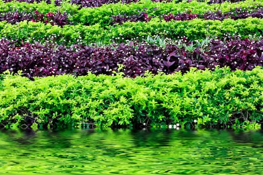 Green bushes