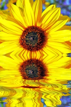 Two sunflowers