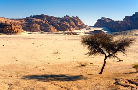 Acacia in Wadi Zaghra