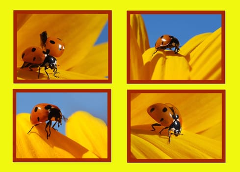 Ladybug Collage