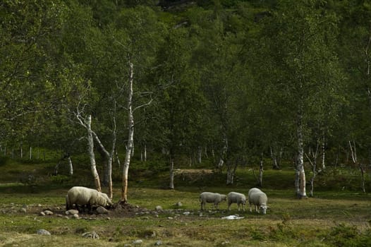 Flock of sheep (sheep)