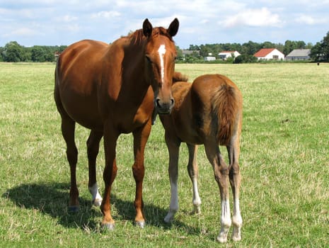 Mare with foal