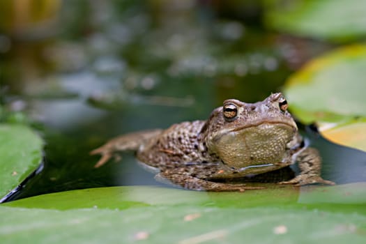 Toad