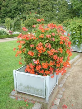 orange potted plant