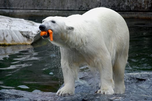 Polar bear