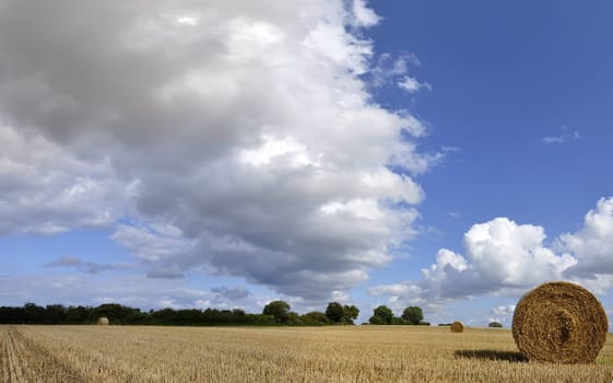 Harvested field with round bales