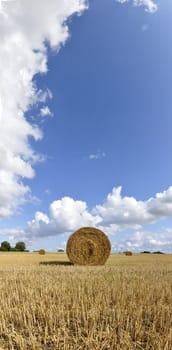 Harvested field with round bales