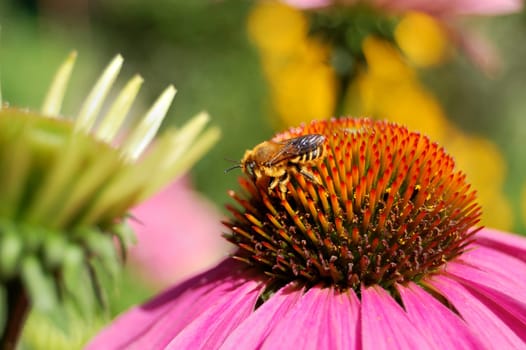 bee on a blossom