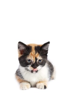 Kitten