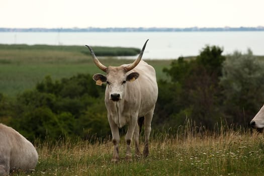 grey cattle