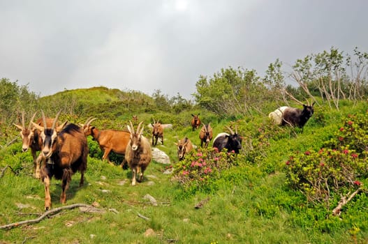 Mountain goats