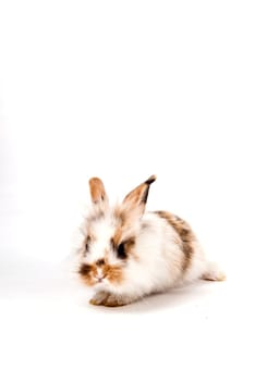 cute small rabbit