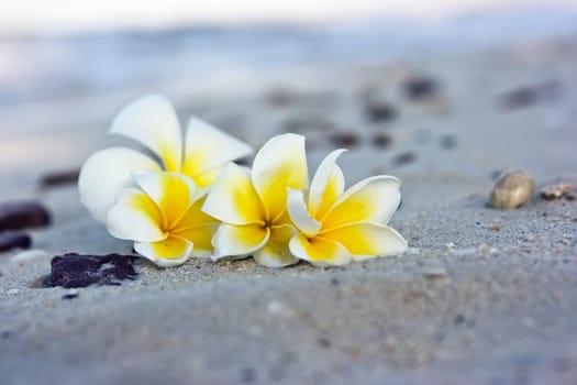 Flowers on the beach