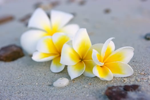 Tropical flower composition