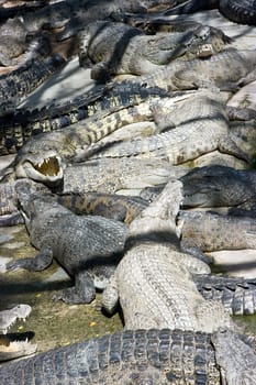 Crocodiles all over