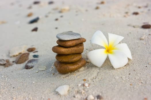 Flowers on the beach