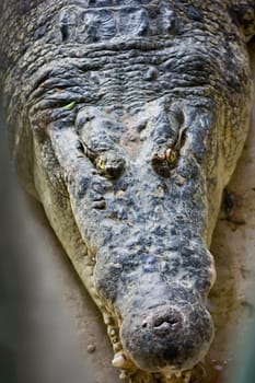 Crocodile
