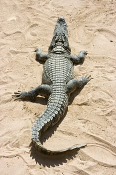 Crocodile