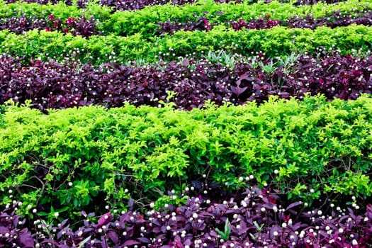 Green bushes