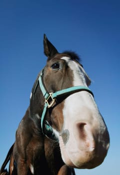 Portrait of a horse